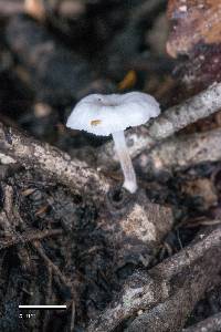 Hemimycena candida image