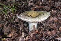 Russula umerensis image