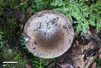 Amanita pekeoides image