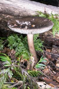 Amanita pekeoides image