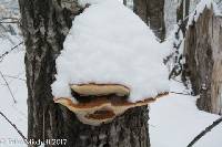 Fomitopsis pinicola image