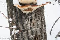 Fomitopsis pinicola image