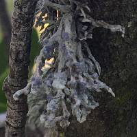 Niebla cephalota image