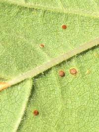 Puccinia malvacearum image