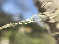 Ramalina menziesii image