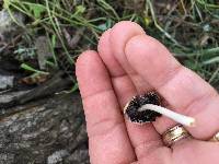 Coprinellus micaceus image