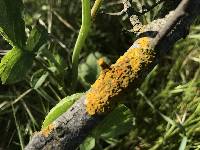 Xanthoria parietina var. parietina image