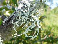 Ramalina leptocarpha image