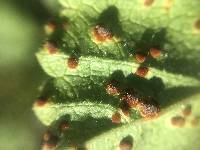 Puccinia malvacearum image