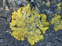 Xanthoria parietina var. parietina image