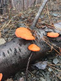 Pycnoporus cinnabarinus image