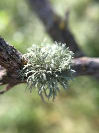 Ramalina americana image