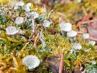 Cladonia chlorophaea image