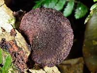 Polyporus hypomelanus image