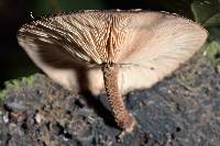 Lentinula novae-zelandiae image