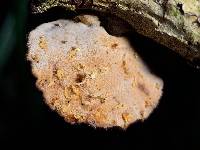 Polyporus hypomelanus image