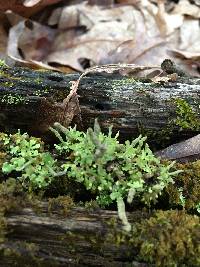 Cladonia coniocraea image