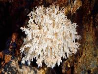 Hericium coralloides image