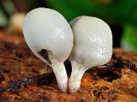 Psilocybe weraroa image