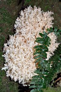 Hericium coralloides image