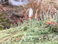 Cladonia cristatella image