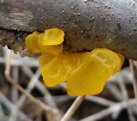 Tremella mesenterica image