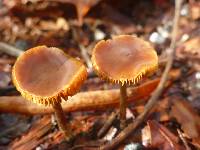 Galerina marginata image