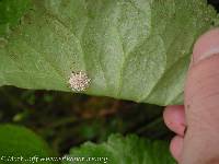 Torrubiella arachnophila image