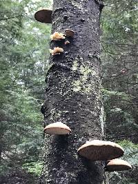 Piptoporus betulinus image