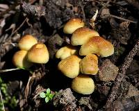 Hypholoma fasciculare image