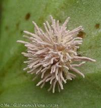 Torrubiella arachnophila image