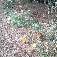 Amanita muscaria image