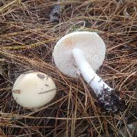 Amanita gemmata image