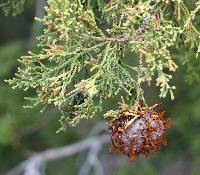 Gymnosporangium juniperi-virginianae image