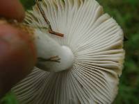 Russula amoenolens image