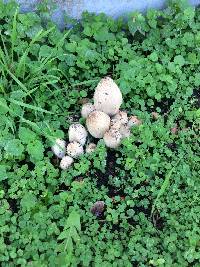 Coprinopsis atramentaria image