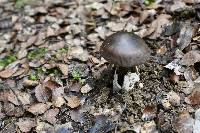 Amanita pekeoides image