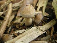 Agrocybe putaminum image