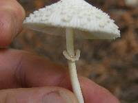 Leucocoprinus cepistipes image