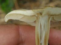 Agrocybe putaminum image