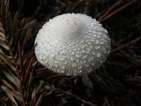 Leucocoprinus cepistipes image