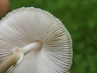 Leucocoprinus cepistipes image