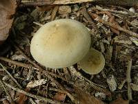 Agrocybe putaminum image