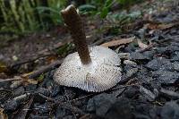 Amanita pekeoides image