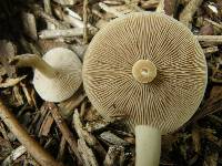 Agrocybe putaminum image