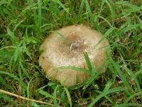 Russula amoenolens image