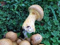 Gymnopilus junonius image