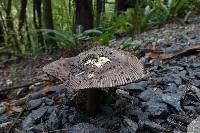 Amanita pekeoides image