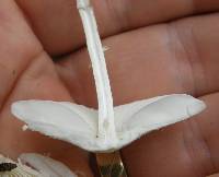 Leucocoprinus cepistipes image