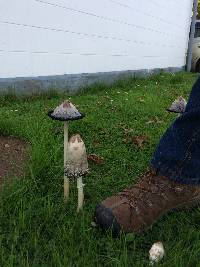 Coprinus comatus image